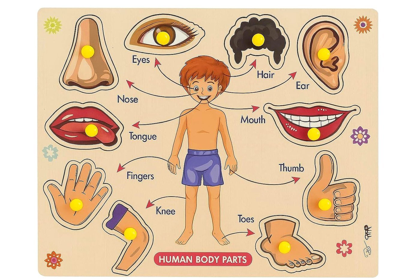Wooden human body parts puzzle board